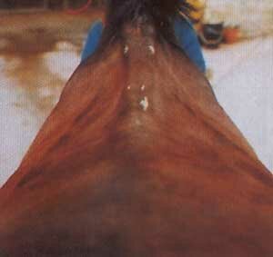 Атрофия мышц спины лошади